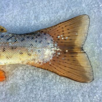 Trout