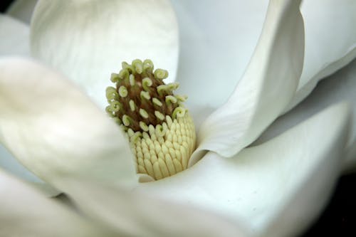 Free stock photo of bloom, flower, magnolia
