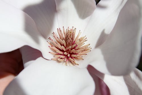 Close up of a Flower