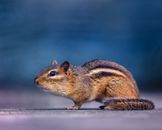 Small chipmunk with fluffy fur standing on ground against blurred blue background in daytime