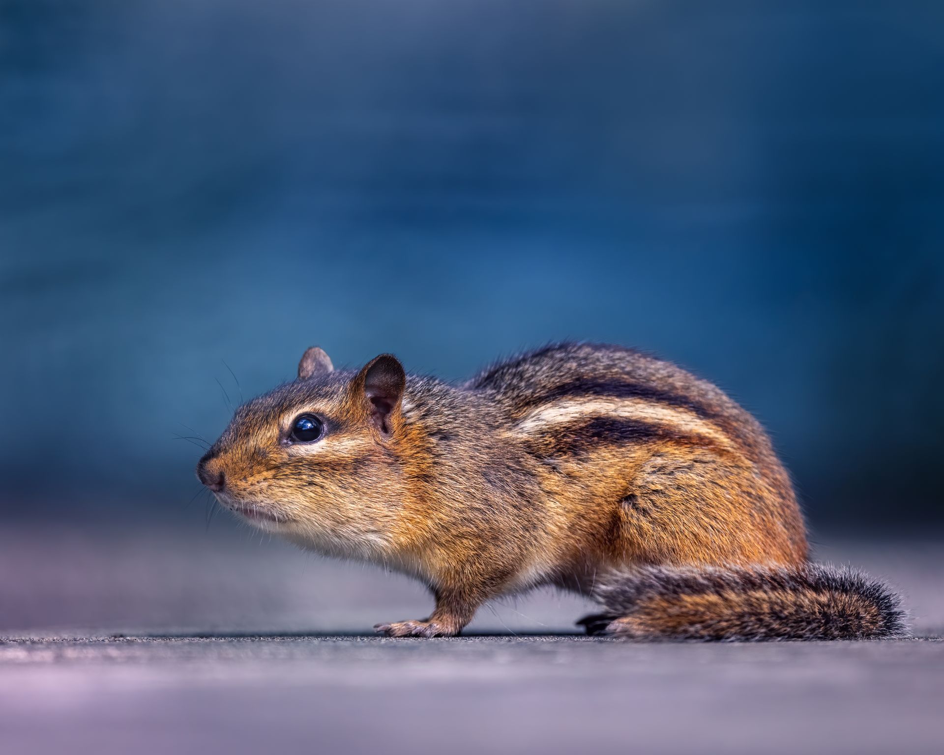 Small chipmunk with fluffy fur standing on ground against blurred blue background in daytime