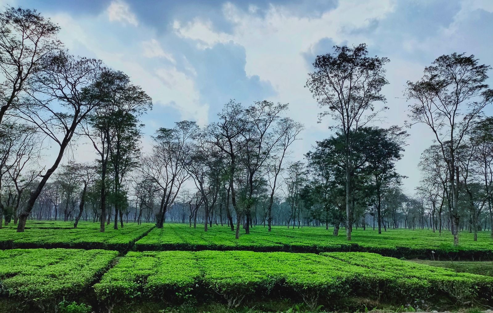 Tea bushes clipped flat beneath tall shade trees in a Dooars tea garden in West Bengal under blue sky