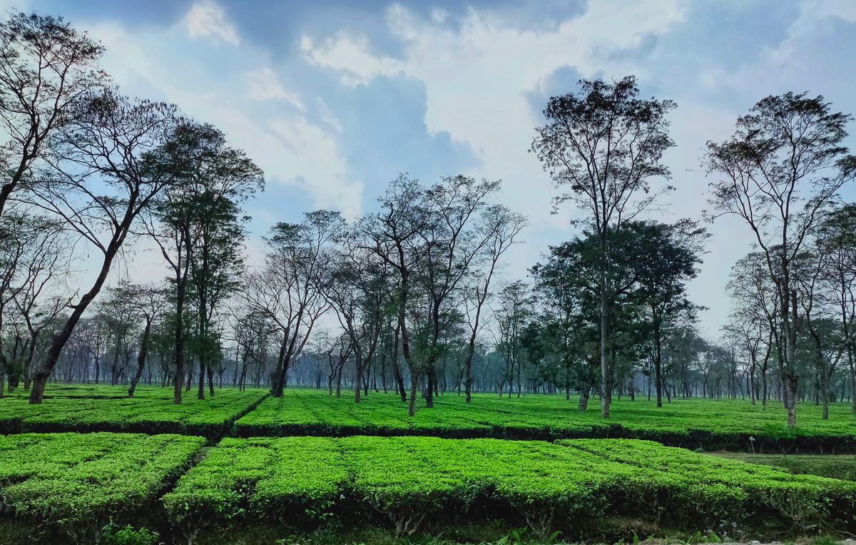 Tea bushes clipped flat beneath tall shade trees in a Dooars tea garden at Sakojhora, West Bengal, under a blue sky