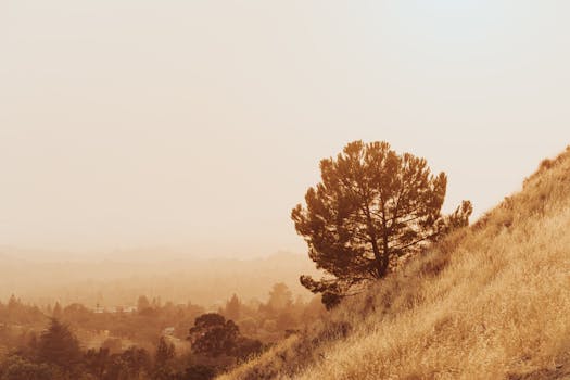 黄昏时分，山坡上那棵孤树的宁静景色，映衬着静谧的乡村
