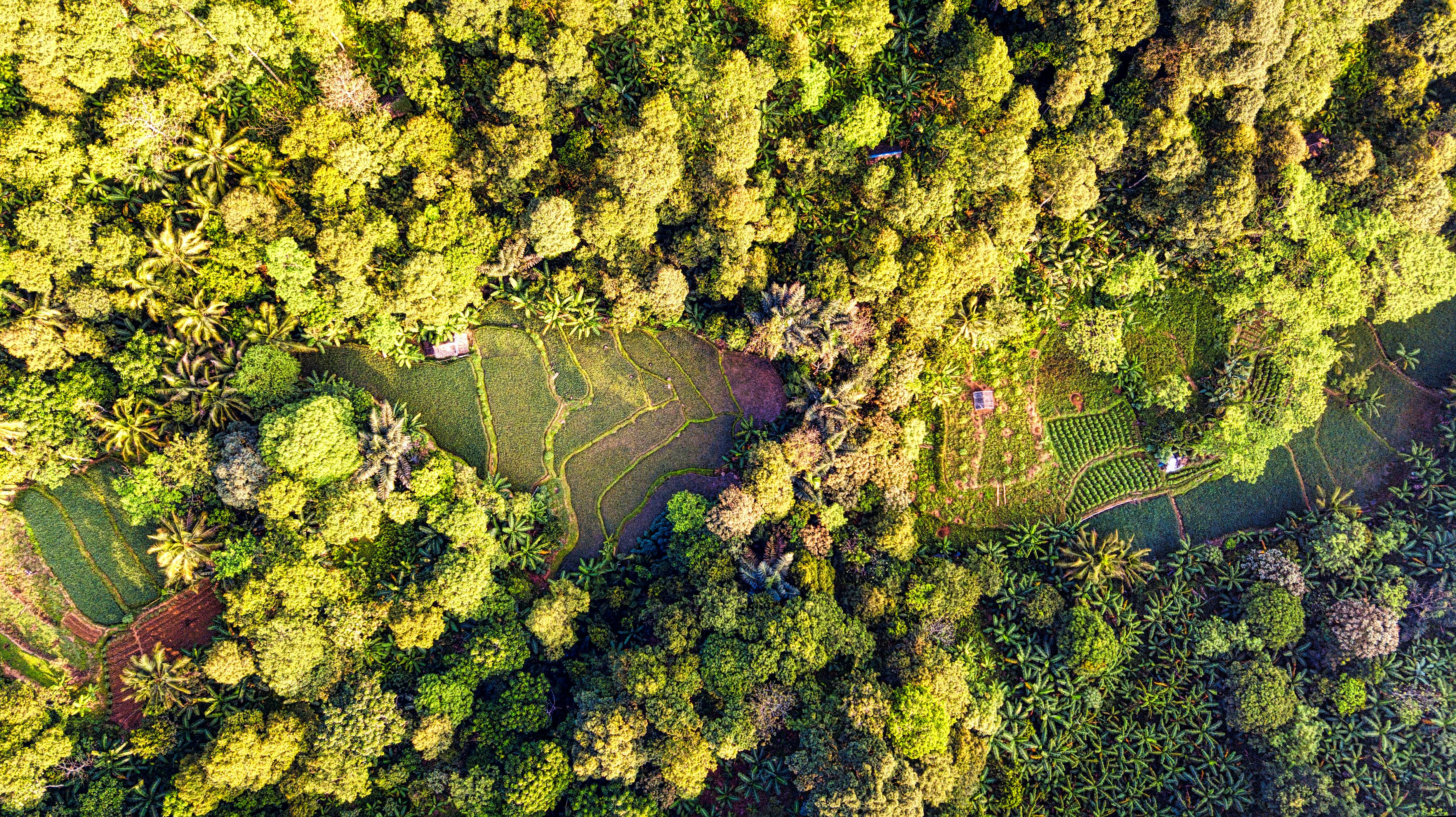 Nature-Based Solutions: How restoring ecosystems can fight climate change and protect communities — Photo by Tom Fisk on Pexe