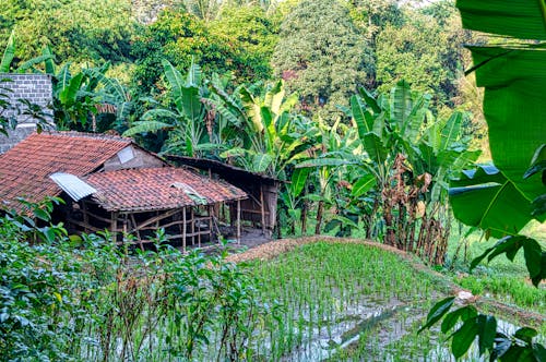 Foto profissional grátis de arrozal, bananeiras, bangalô