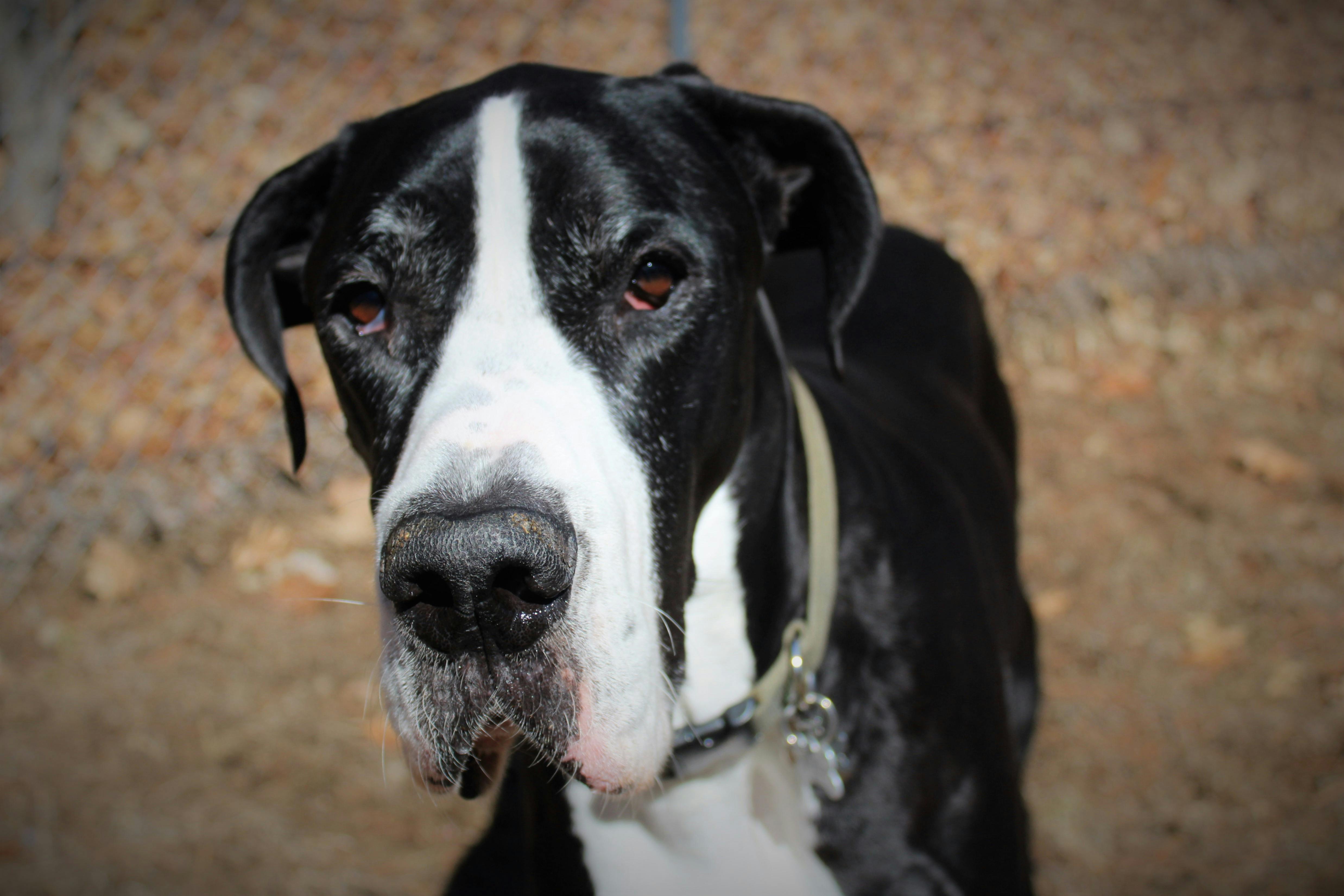 Free stock photo of brown dog, dog, dog head