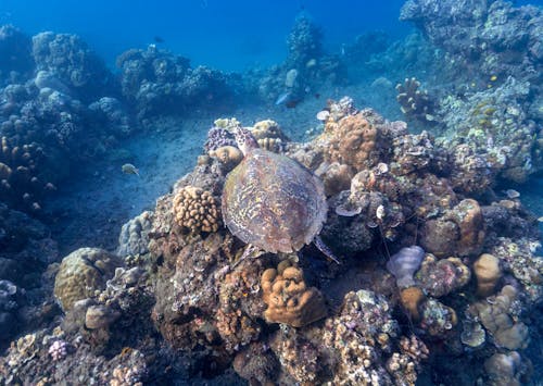 A Turtle Swimming Underwater 