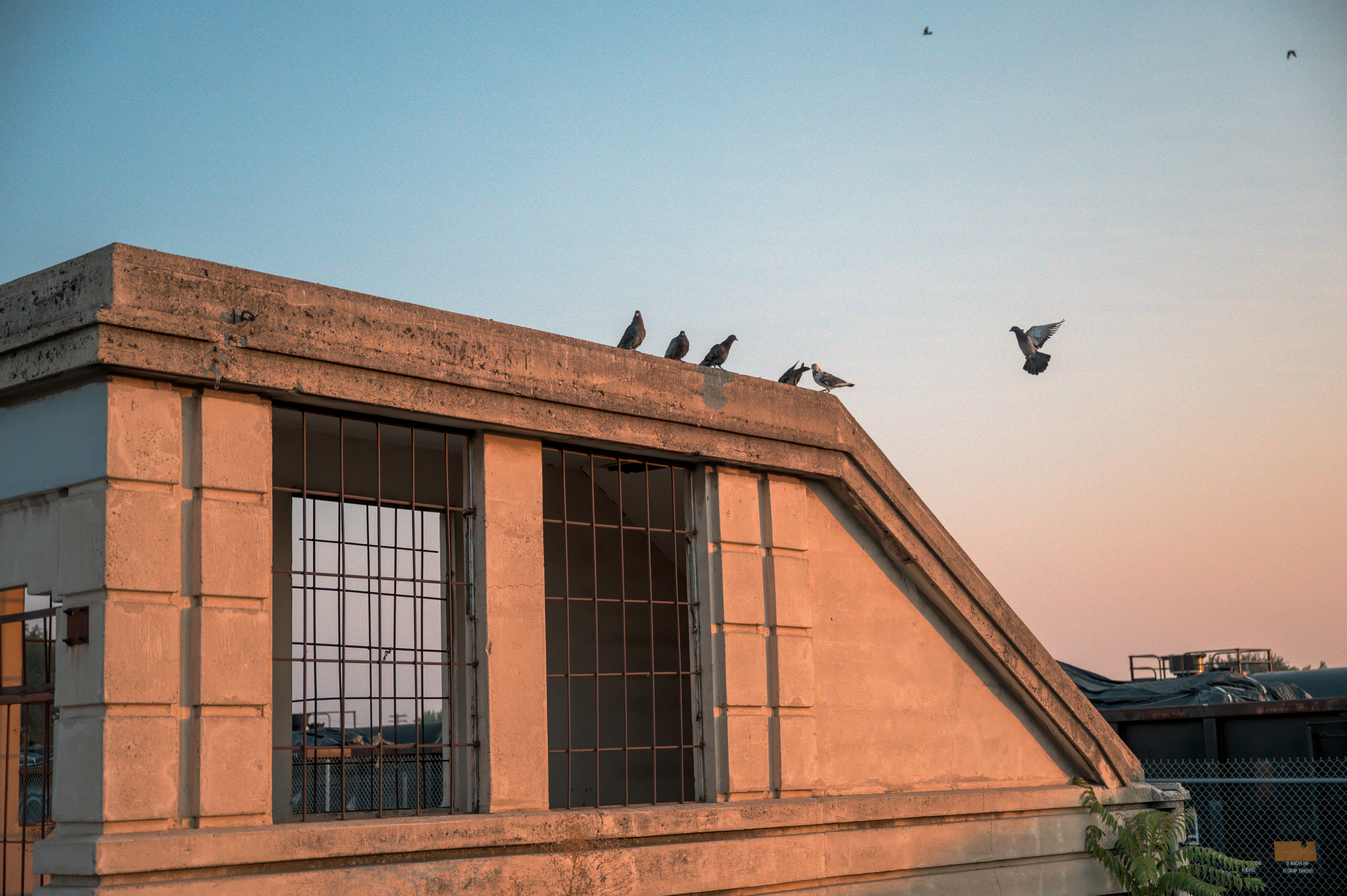 birds flying on roof of building