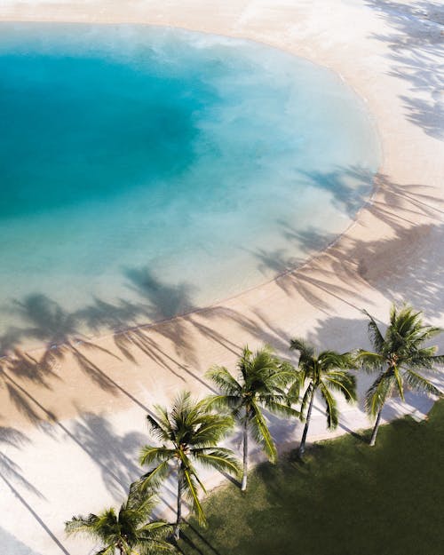 Free Tropical coast with palms and blue sea Stock Photo