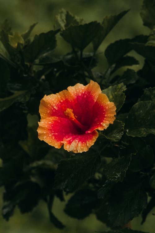 Free Chinese Hibiscus in Tilt Shift Lens Stock Photo