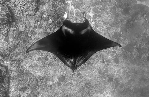 Grayscale Photo of Manta Ray Swimming Underwater
