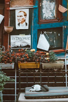 伊斯坦布尔宁静的街景中，一只猫在熟睡，花朵色彩缤纷