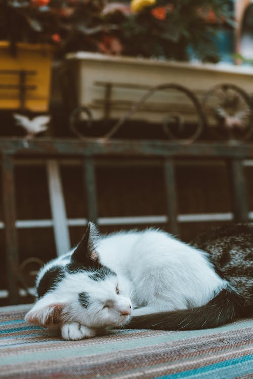 A Cat Sleeping on a Chair