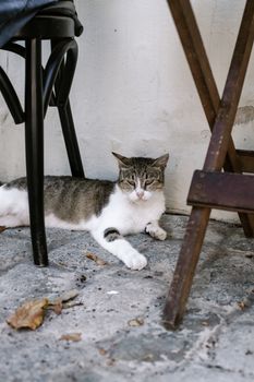 一只安详的虎斑猫舒适地躺在石头地板上，周围摆着木制家具