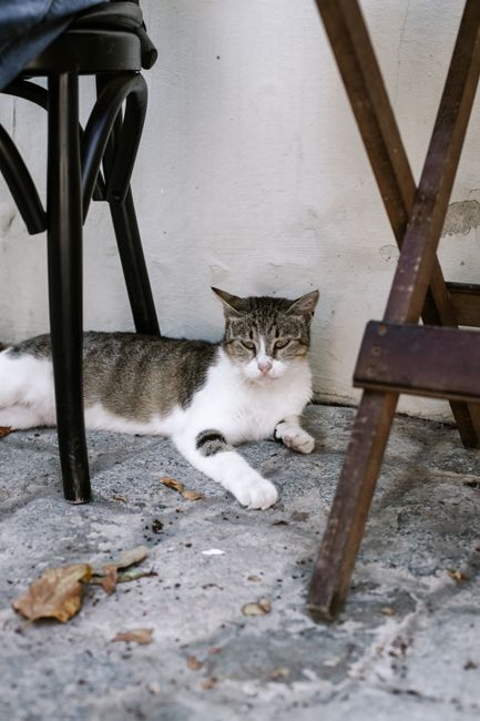 A serene tabby cat rests comfortably on a stone floor, surrounded by wooden furniture.