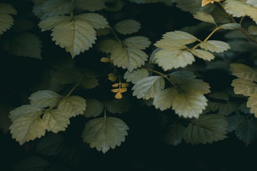 Close-up Shot of Green Leaves