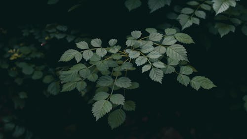 Green Leaves in Black Background