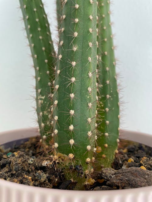 Green Cactus Plant on a Pot