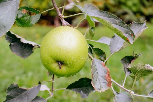 Free Fresh green apple with dew droplets hanging from a branch, symbolizing healthy food and organic farming. Stock Photo