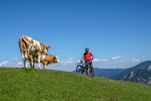 A Biker Looking at Cows in a Pasture Land