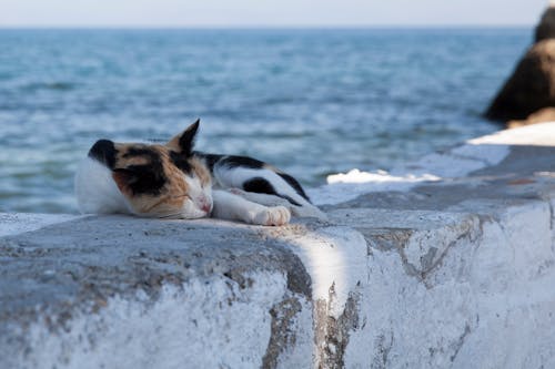 Free A Cat Sleeping on the Sea Wall Stock Photo