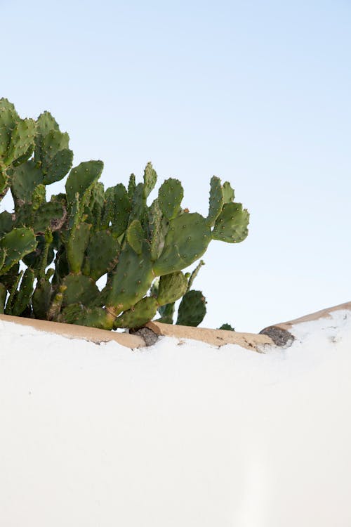 Free stock photo of ambience, cactus, greece Stock Photo