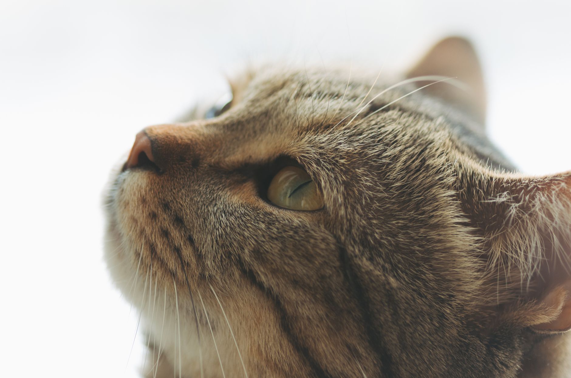 Veterinarian examining a cat during a checkup