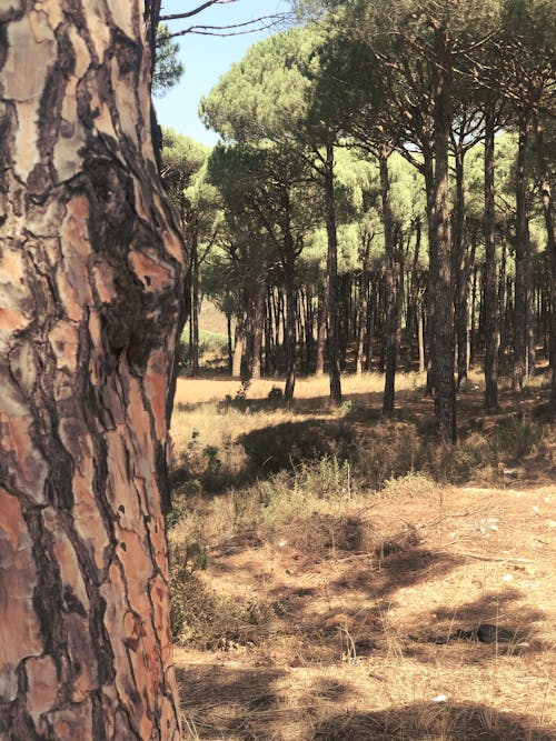 Free stock photo of forest, green, lebanon