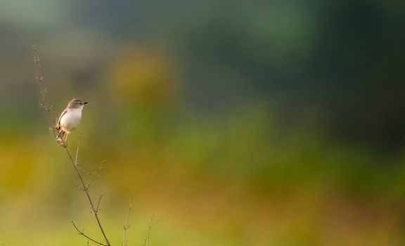 japanese bush warbler bird