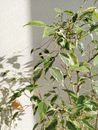 Green Leaves on White Wall