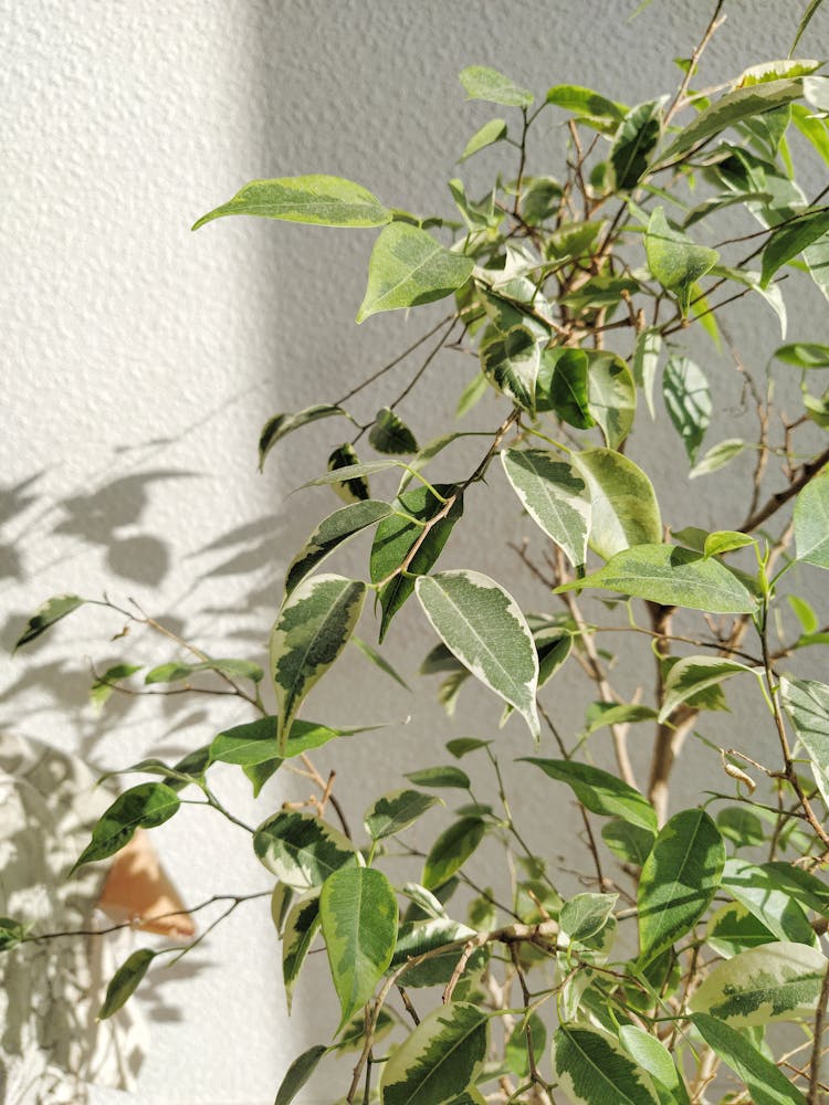 Close-up Of Ficus Benjamina Plant 