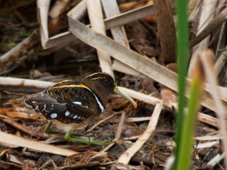 Close-up of Bird 