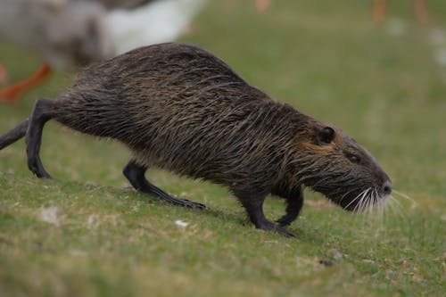 10 カワウソと一致する写真 Pexels 無料の写真素材