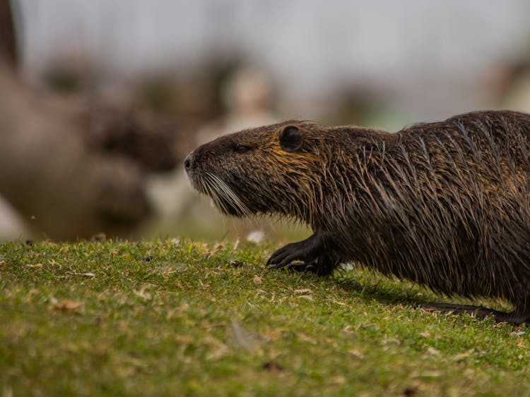 Close-up Of A Nutria 