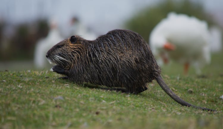 Close-up Of Nutria