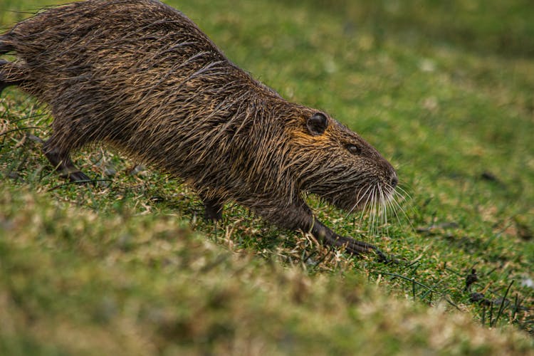 Close-up Of Nutria 