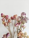 Dried Roses on White Background
