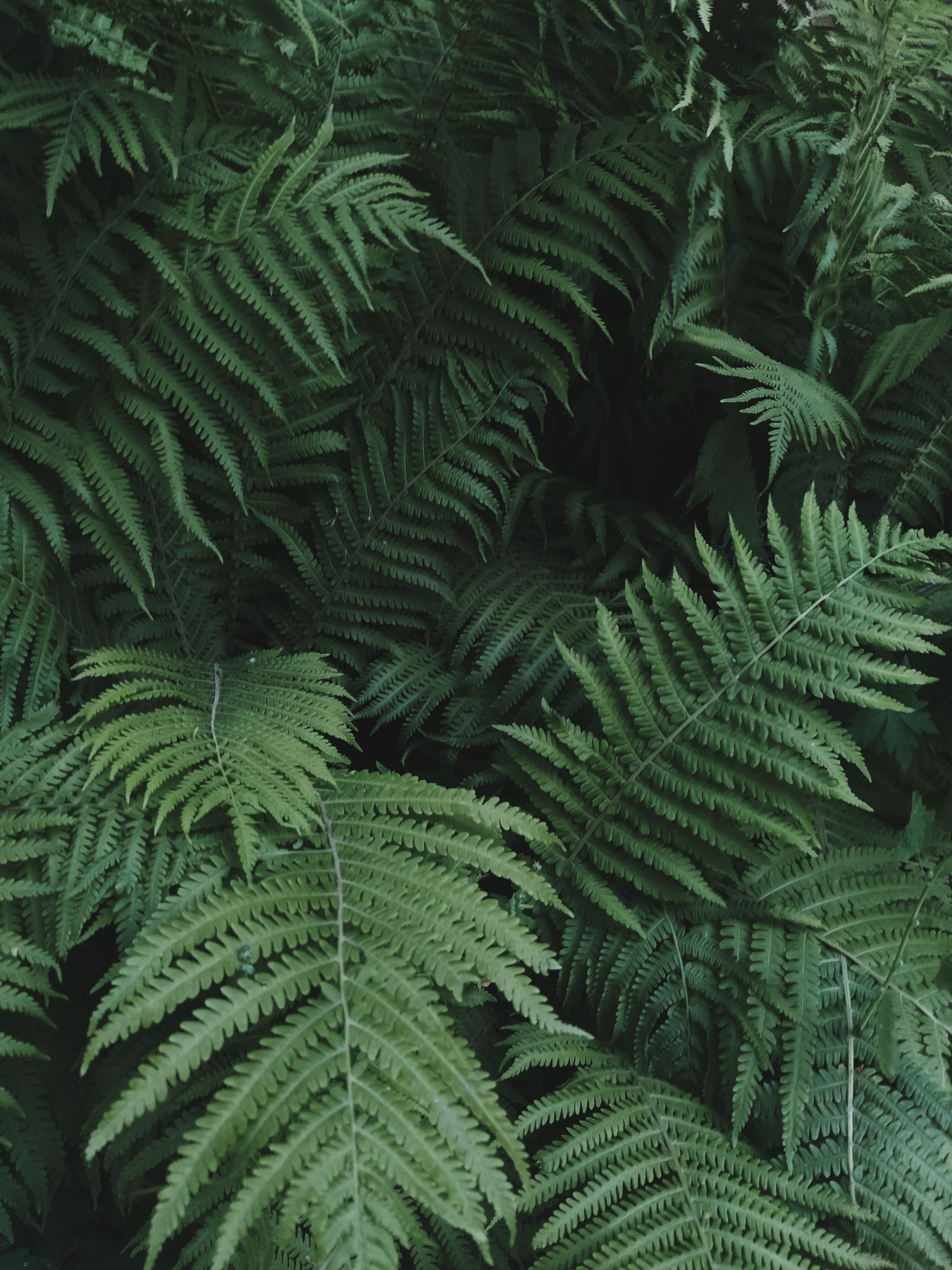 Greenery Aesthetic Images