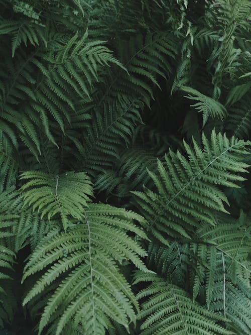 Close-up Fern Leaves 