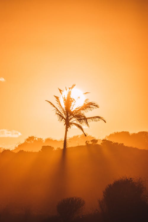 Free Silhouette of a Palm Tree Stock Photo