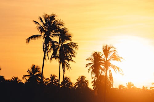 Free Silhouette of Palm Trees during Sunset Stock Photo