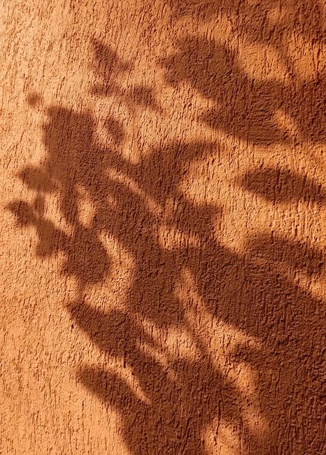 Intriguing patterns of plant shadows cast on a textured wall, creating a natural abstract art.