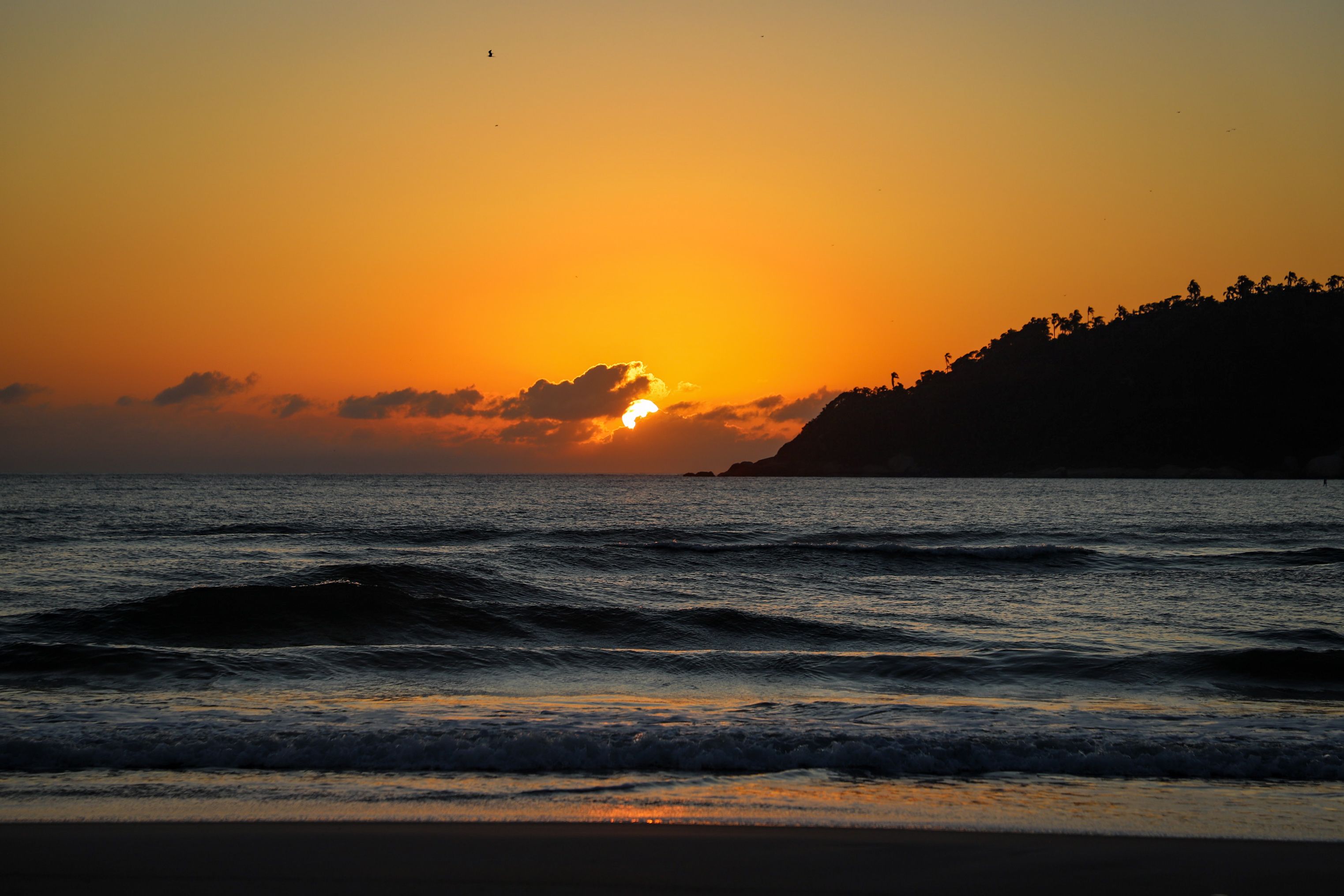 Dog on a beach at sunset in southern Santa Catarina.
