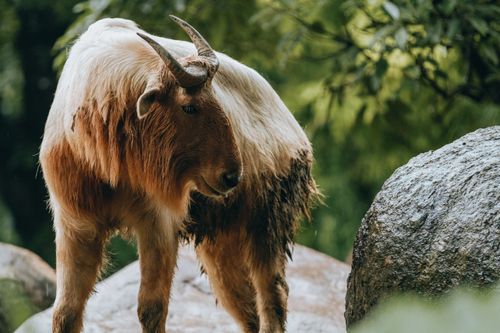 Free Gnu goat with brown fur and spiky horns standing on stone behind trees in zoological garden Stock Photo