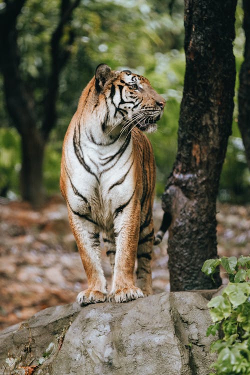 Tiger on stone near tree in zoo