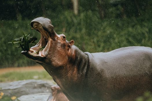 Hippopotamus with large mouth and grey skin eating grass in zoological garden in daylight