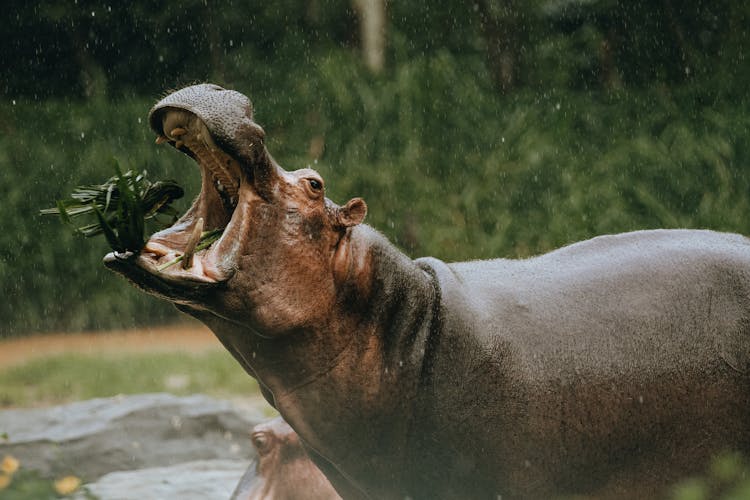 Hippo With Open Mouth Eating Grass In Zoo