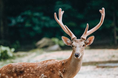 Free Deer with spotted coat and big horns looking at camera behind trees in zoo Stock Photo