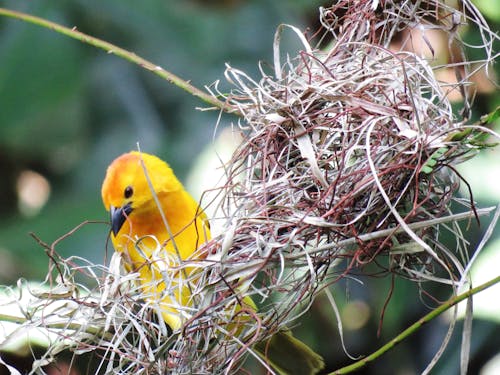 Yellow Bird on Nest